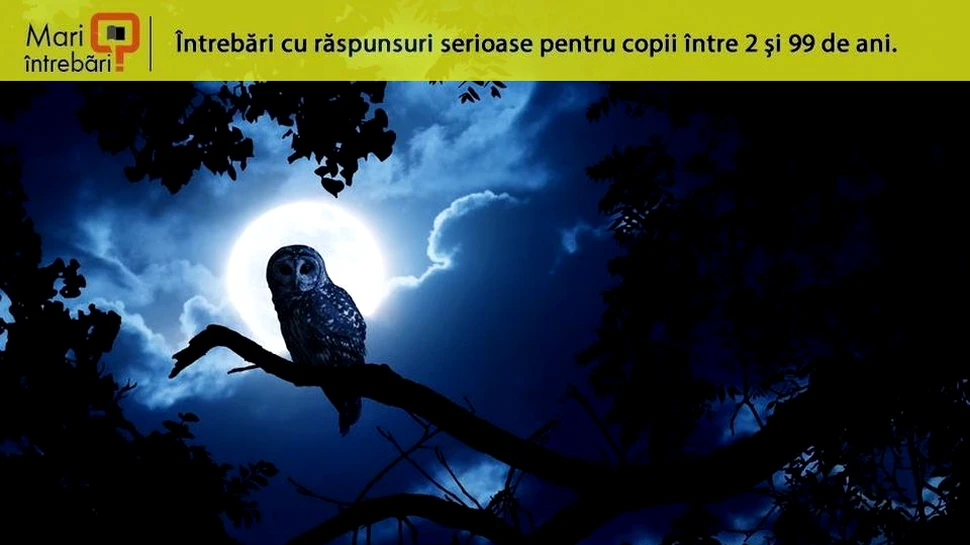 Cum reuşesc animalele să vadă în întuneric?