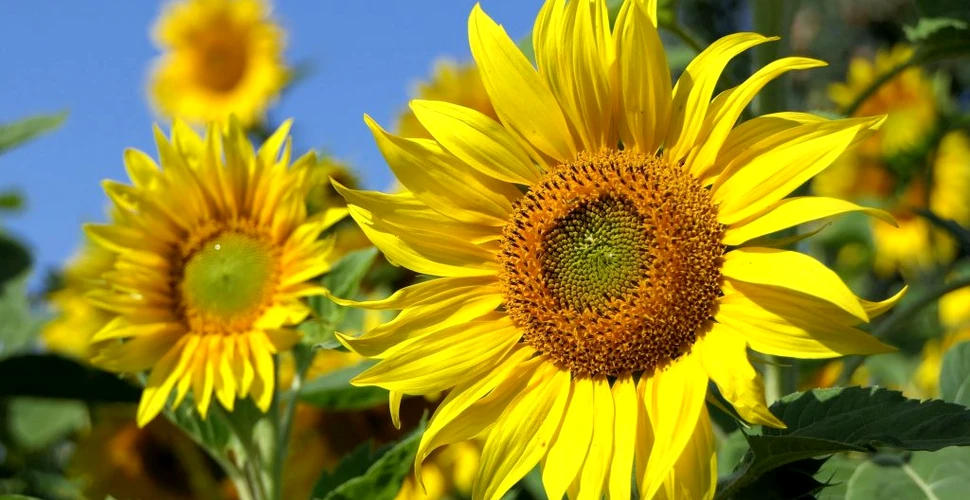 România produce cantități de floarea soarelui care acoperă de 10 ori nevoia de consum