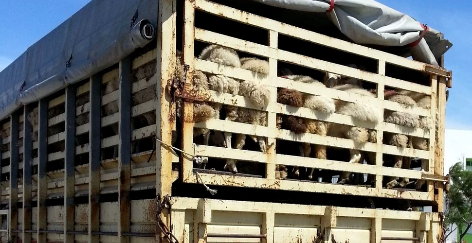 O lege nouă lasă animalele exportate din România să se sufoce la temperaturi de peste 35 grade Celsius