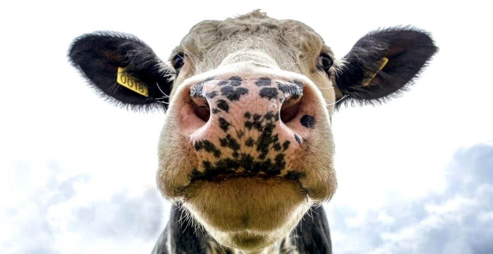 Carnea de la vitele modificate genetic pentru a rezista la căldură, aprobată de FDA