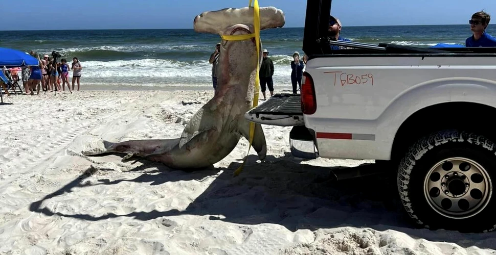 O femelă de rechin-ciocan, găsită moartă pe o plajă din SUA, avea în pântece 40 de pui
