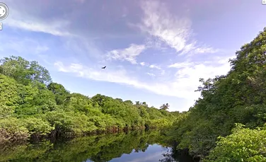 De astăzi putem explora Amazonul din faţa computerului! (VIDEO)