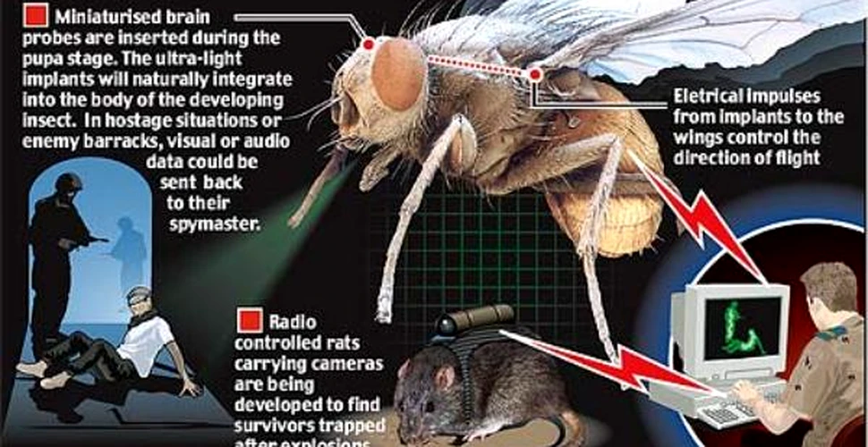 Insectele-spioni sunt pe cale sa devina realitate