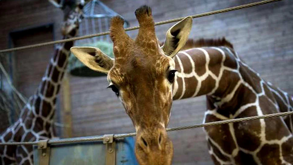 VIDEO. Momentul în care o girafă dă naştere puiului său, urmărit de peste un milion de oameni