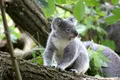 Australia a inclus urșii koala pe lista speciilor pe cale de dispariție