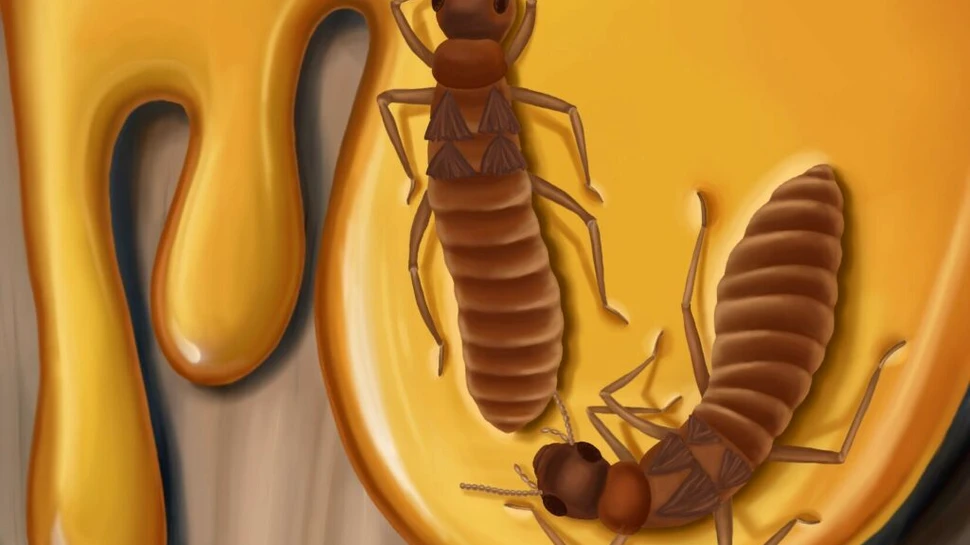 Două insecte fosilizate au rămas în poziție de împerechere timp de 38 de milioane de ani