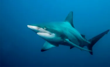 Tot mai multe femele virgine de rechin dau nastere la pui