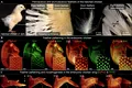 Oamenii de știință au modificat o genă și au creat găini cu pene de dinozauri