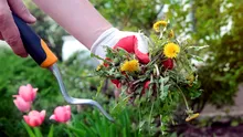 Grădinile „dezordonate” care salvează natura: Cum buruienile pot susține biodiversitatea