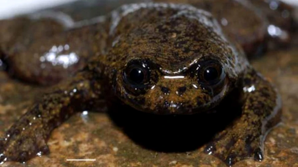 Amfibian primitiv, lipsit de plamani, descoperit in Borneo