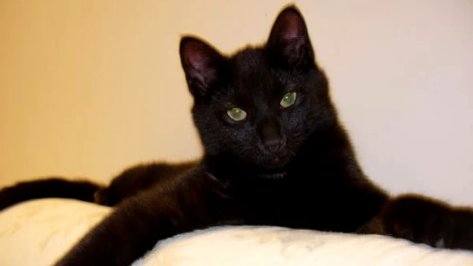Superstitiile ne-au ajutat sa evoluam