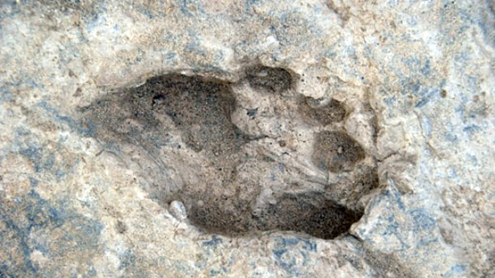 Germanii au făcut o descoperire pe cât de neobişnuită pe atât de spectaculoasă