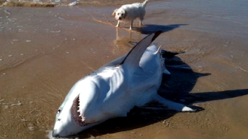 Salvatorii de rechini