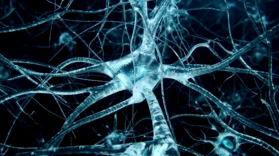 Producţia de noi neuroni poate fi controlată prin intermediul sângelui