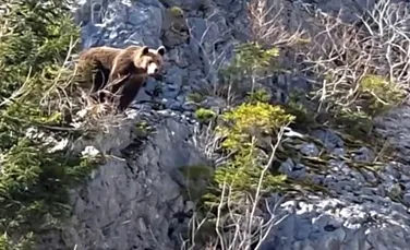 Filmare inedită. Cum le comunică ursoaica puilor ei faptul că nu sunt singuri?