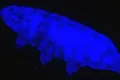 O nouă superputere a tardigradelor a fost descoperită: un scut protector fluorescent