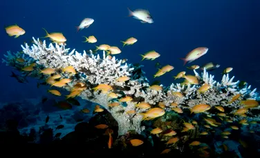 Oceanele se acidifiază mai repede decât au făcut-o în ultimii 300 de milioane de ani