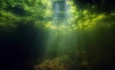 Plantele din adâncul Oceanului Arctic fac fotosinteză într-o beznă aproape totală