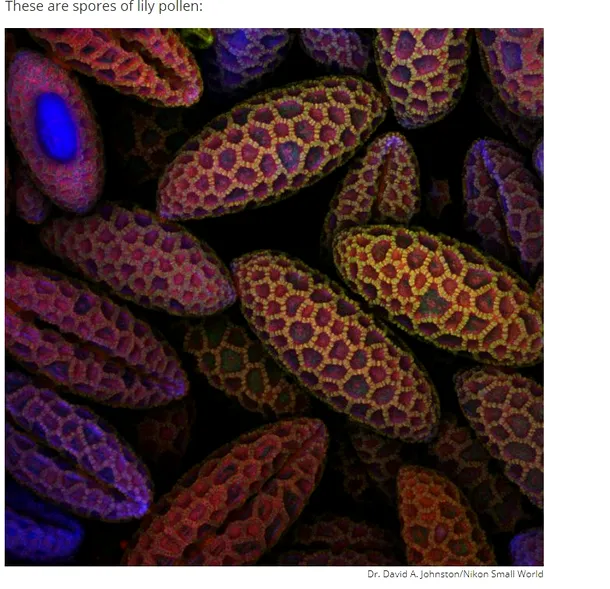 Imaginile uimitoare realizate cu ajutorul microscopului 