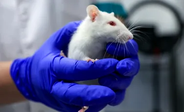 Cum a fost eliminată durerea cronică la șoareci și primate cu ajutorul terapiei genelor? Iată noile descoperiri în domeniu