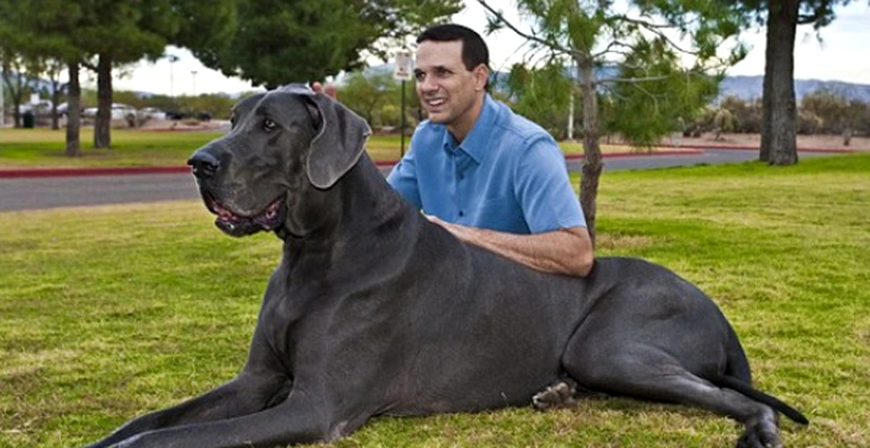 Acesta este cel mai mare caine din lume (FOTO)