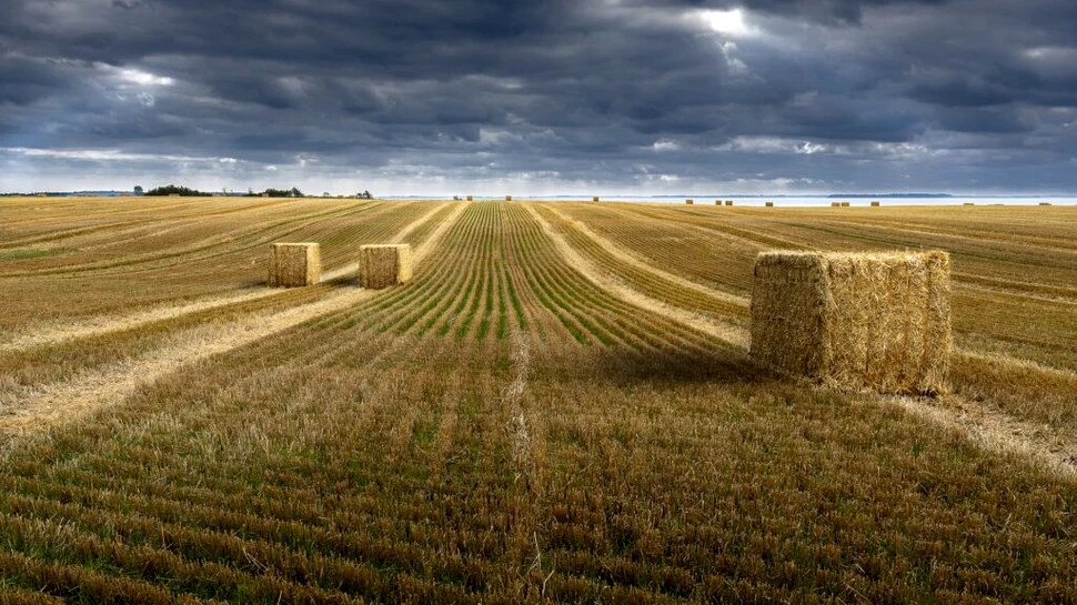 Ce loc ocupă România la producţia de grâu în UE în 2022?
