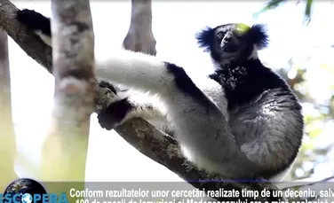 DESCOPERĂ ACUM: Fără fecalele lemurienilor, pădurile din Madagascar s-ar putea schimba. ”Miraculosul Milly” cel mai clonat câine. Maşina te face să fii somnoros fără să ştii. Sursa substanţei ce accelerează distrugerea stratului de ozon. Am fi putut aju
