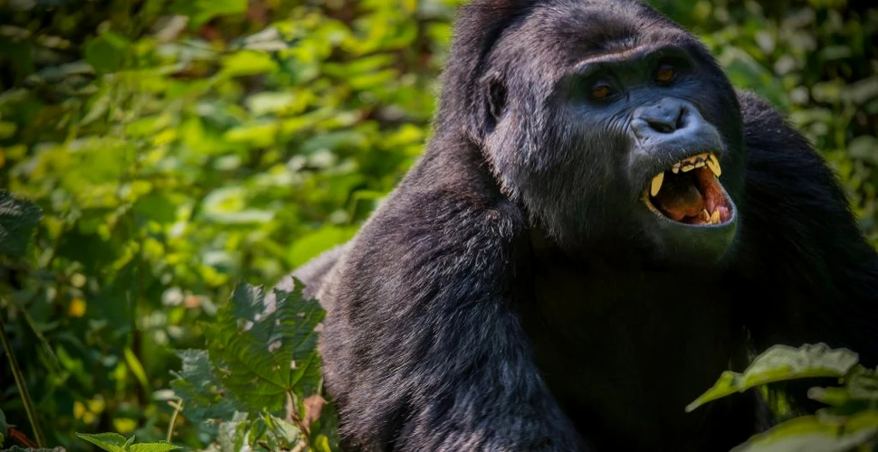 Intâlniri violente între cimpanzei și gorile, observate pentru prima oară în sălbăticie