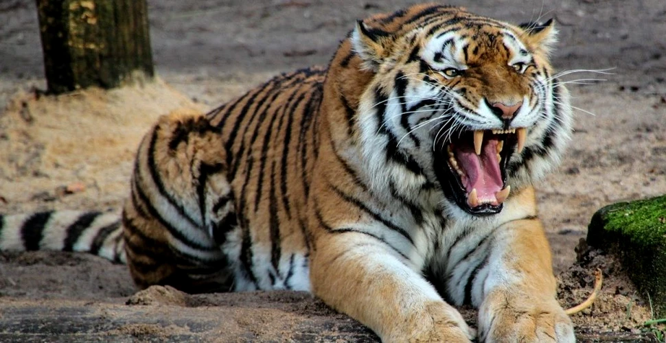 Un veterinar de la Universitatea Cambridge a salvat ochiul unui tigru. Este prima operație de acest fel din lume