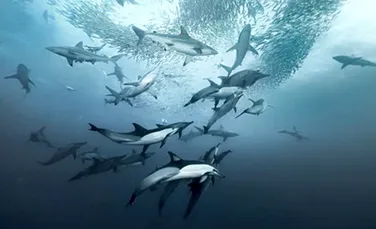 Fenomen spectaculos fotografiat in Oceanul Indian