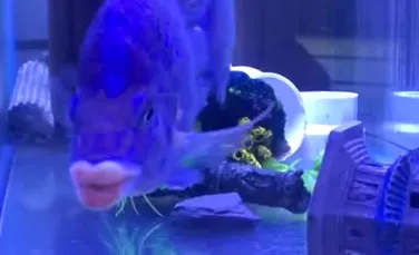Cine este ”Domnul Buze Sărutabile”, peştele dintr-un videoclip viral