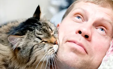 De ce este bine să ne uităm pe internet la videoclipuri cu pisici. Părerea oamenilor de ştiinţă – VIDEO