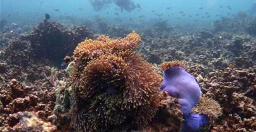 Coralii, corodati de apa oceanica acida