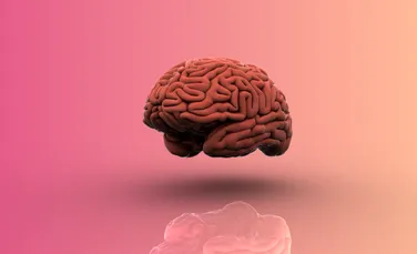 De ce este creierul uman diferit? Un nou studiu dezvăluie indicii uimitoare