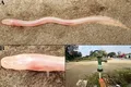 O specie rară a fost descoperită cu ajutorul unui videoclip de pe TikTok