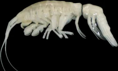 Un nou prădător oceanic pândește în Fosa Atacama