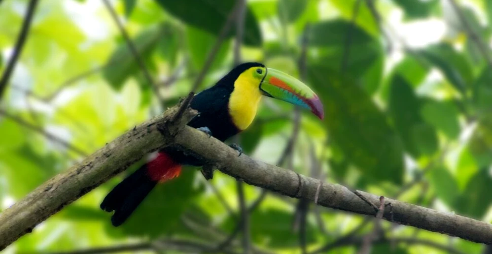 Păsările tropicale din pădurile din Panama trec printr-un declin sever