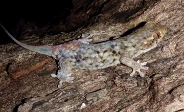 O şopârlă cu solzi din Madagascar scapă de prădători prin a se dezbrăca