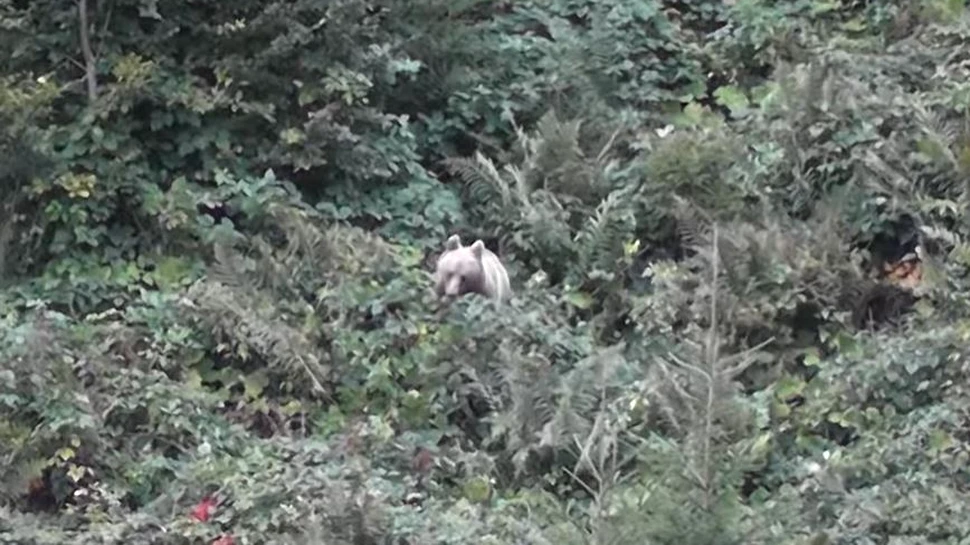 Urs surprins la cules de mure într-o pădure din Parcul Național Călimani