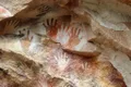 Artă rupestră din sudul Australiei, distrusă de vandali