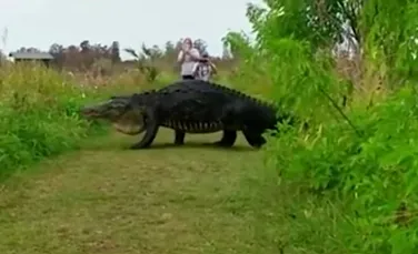 Un aligator IMENS a surprins turiştii din Florida. ”Ăsta chiar este un dinozaur”.