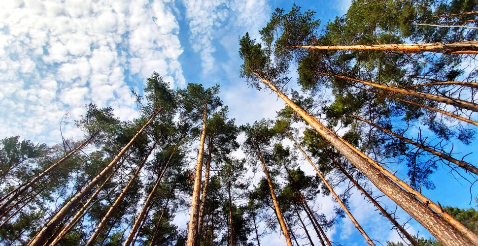 Principala cauza pentru fluctuațiile anuale ale dioxidului de carbon