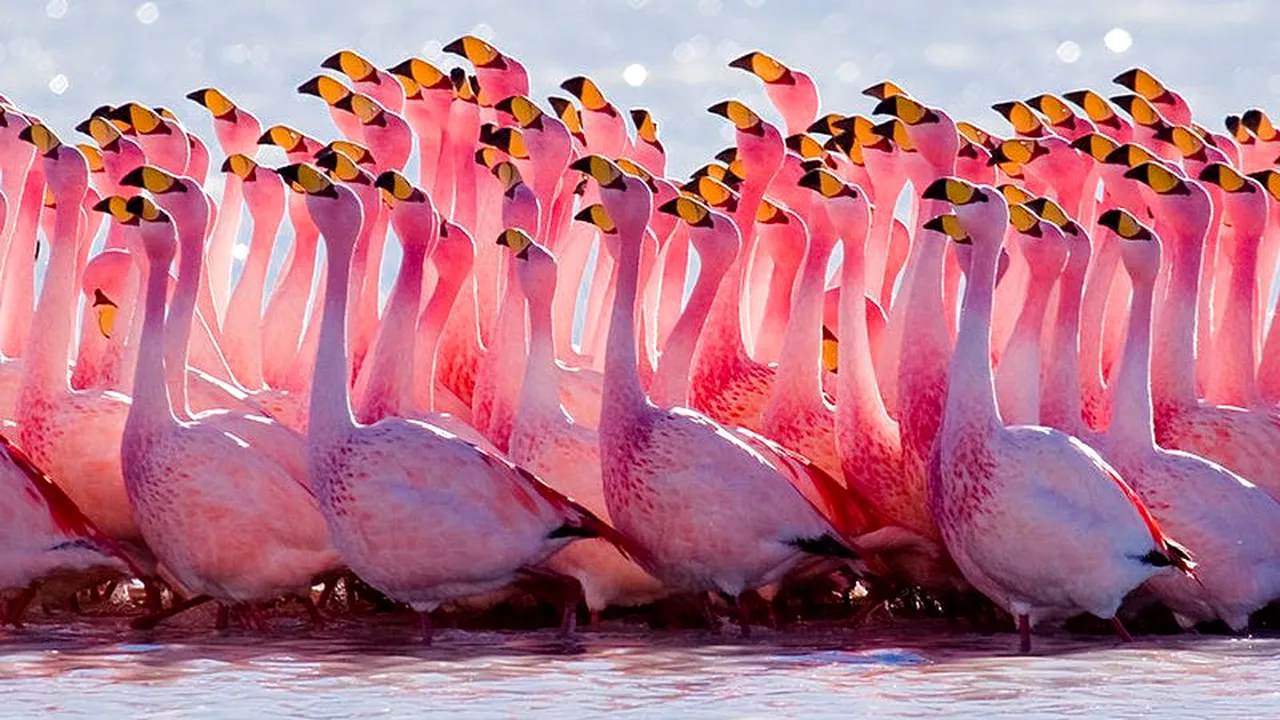 1-flamingo-wiki 