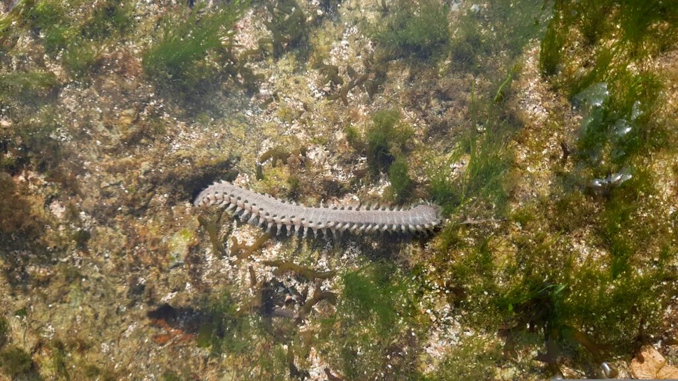 Viermii care mănâncă oase trăiesc în oceanele lumii de cel puțin 100 de milioane de ani