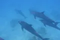 Sute de delfini din Marea Neagră, răniți și uciși de sonare militare