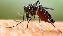 Milioane de țânțari, eliberați în natură pentru a salva de la extincție păsări rare