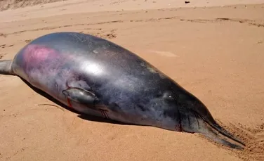 O misterioasă balenă ieşită pe plajă creează confuzie în rândul cercetătorilor – FOTO