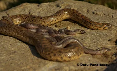 Naturaliştii români aşteptau de decenii această veste: boa de nisip, un şarpe extrem de rar, a fost fotografiat viu la noi în ţară!