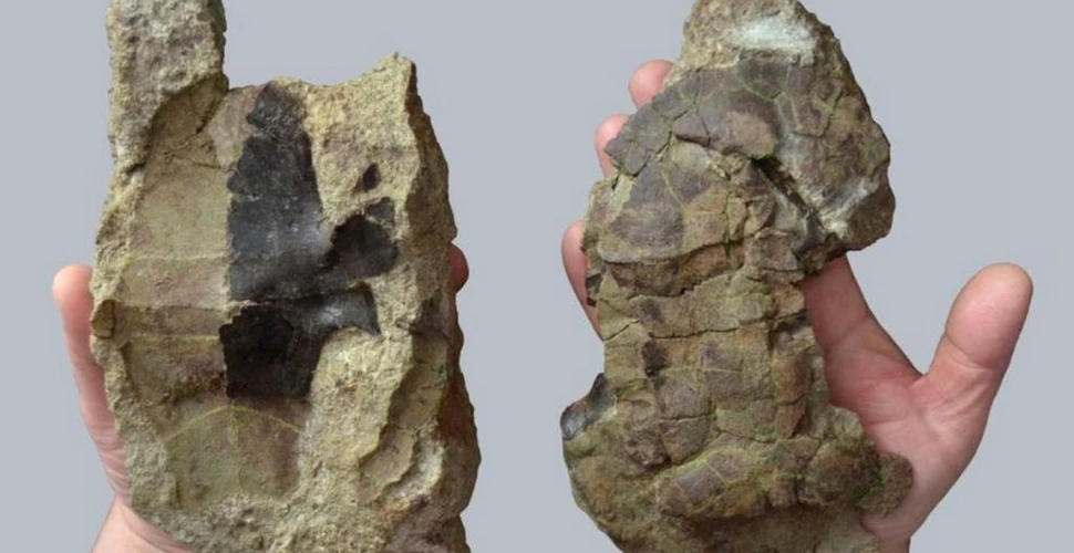 O broască țestoasă străveche din Transilvania a supraviețuit extincției dinozaurilor