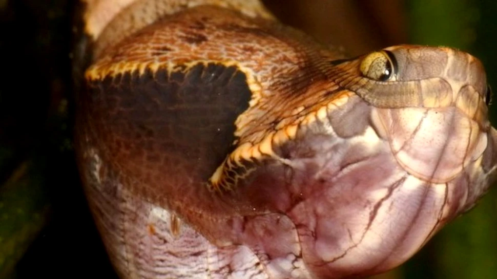 Recunoaşte vietatea din fotografie. Nici nu bănuieşti ce este de fapt
